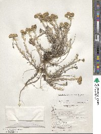 Senecio tricuspidatus image