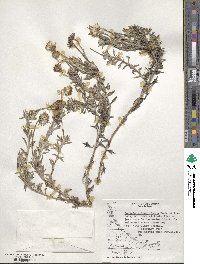 Senecio tricuspidatus image