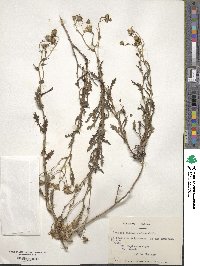 Senecio viscosissimus image