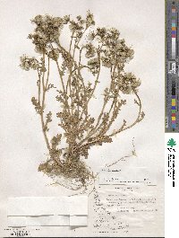 Senecio vulgaris image