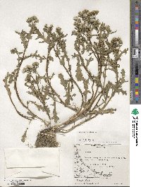 Senecio vulgaris image