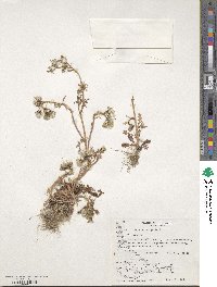 Senecio vulgaris image