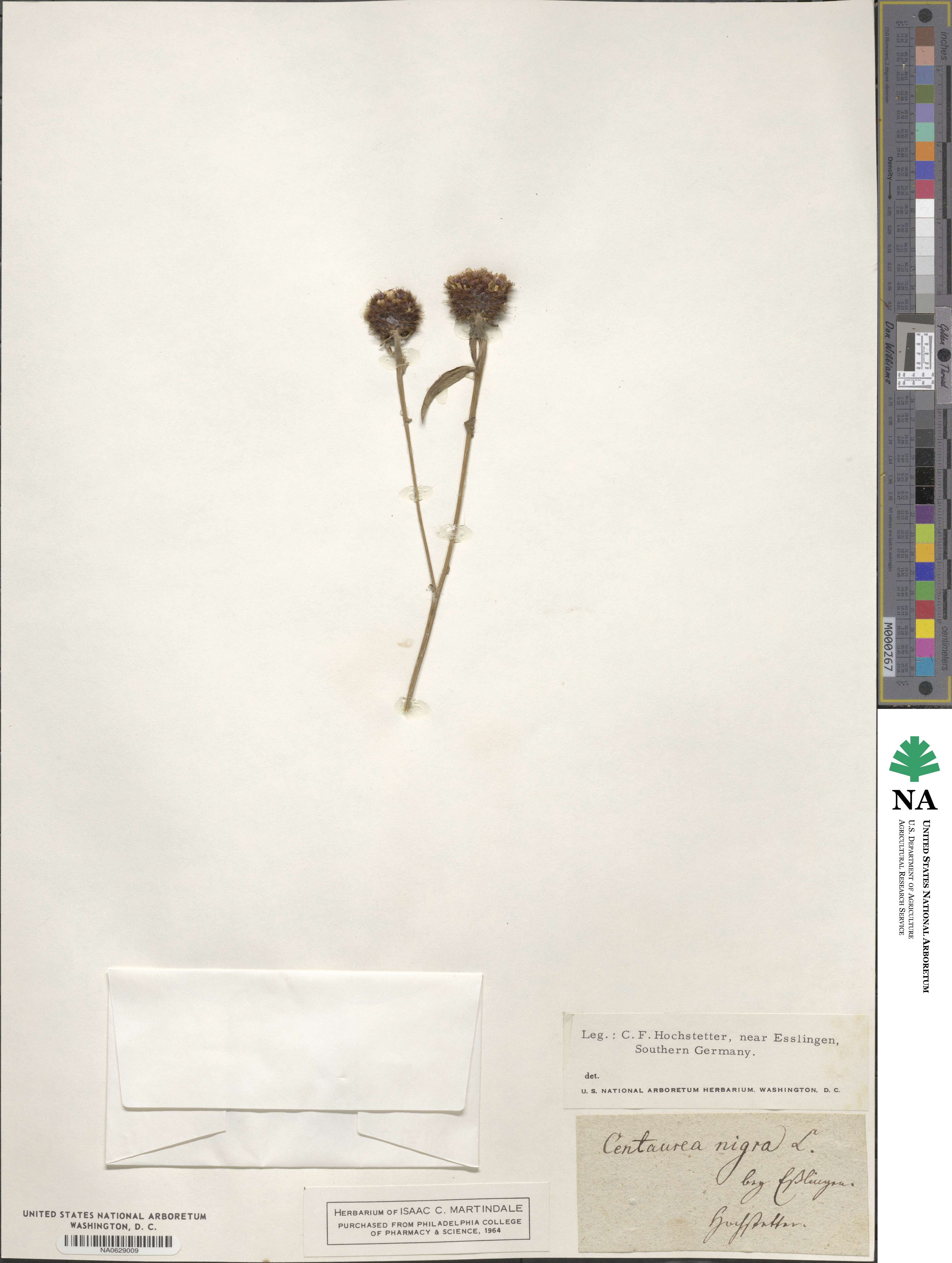 Centaurea nigra image