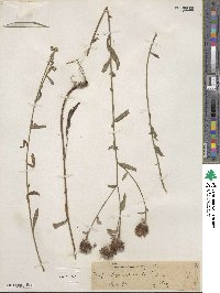 Centaurea nigra image