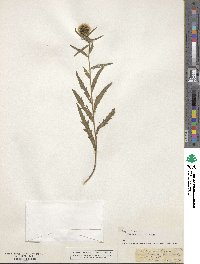 Centaurea calcitrapa subsp. calcitrapa image