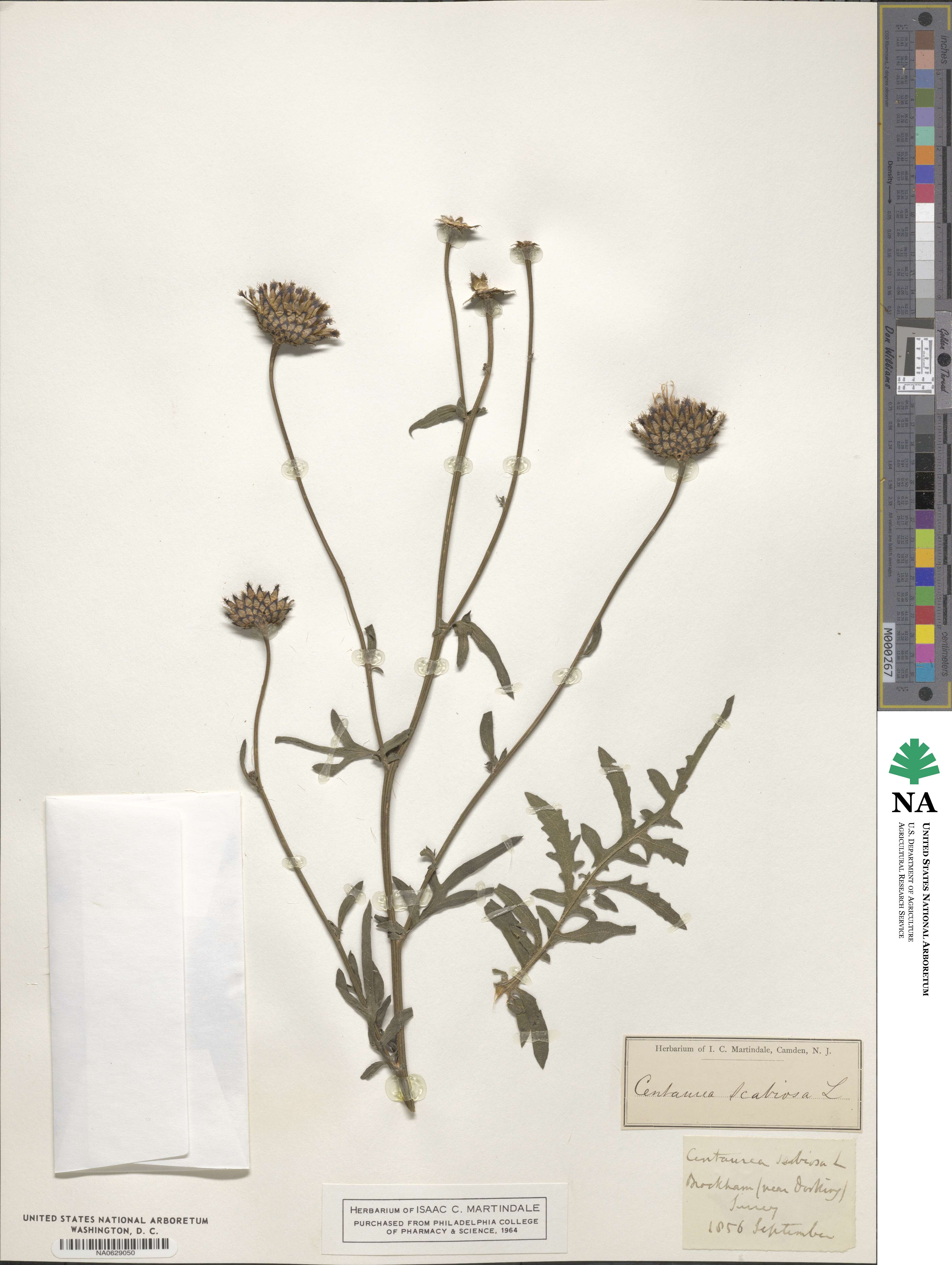 Centaurea scabiosa image
