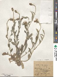 Centaurea cyanoides image