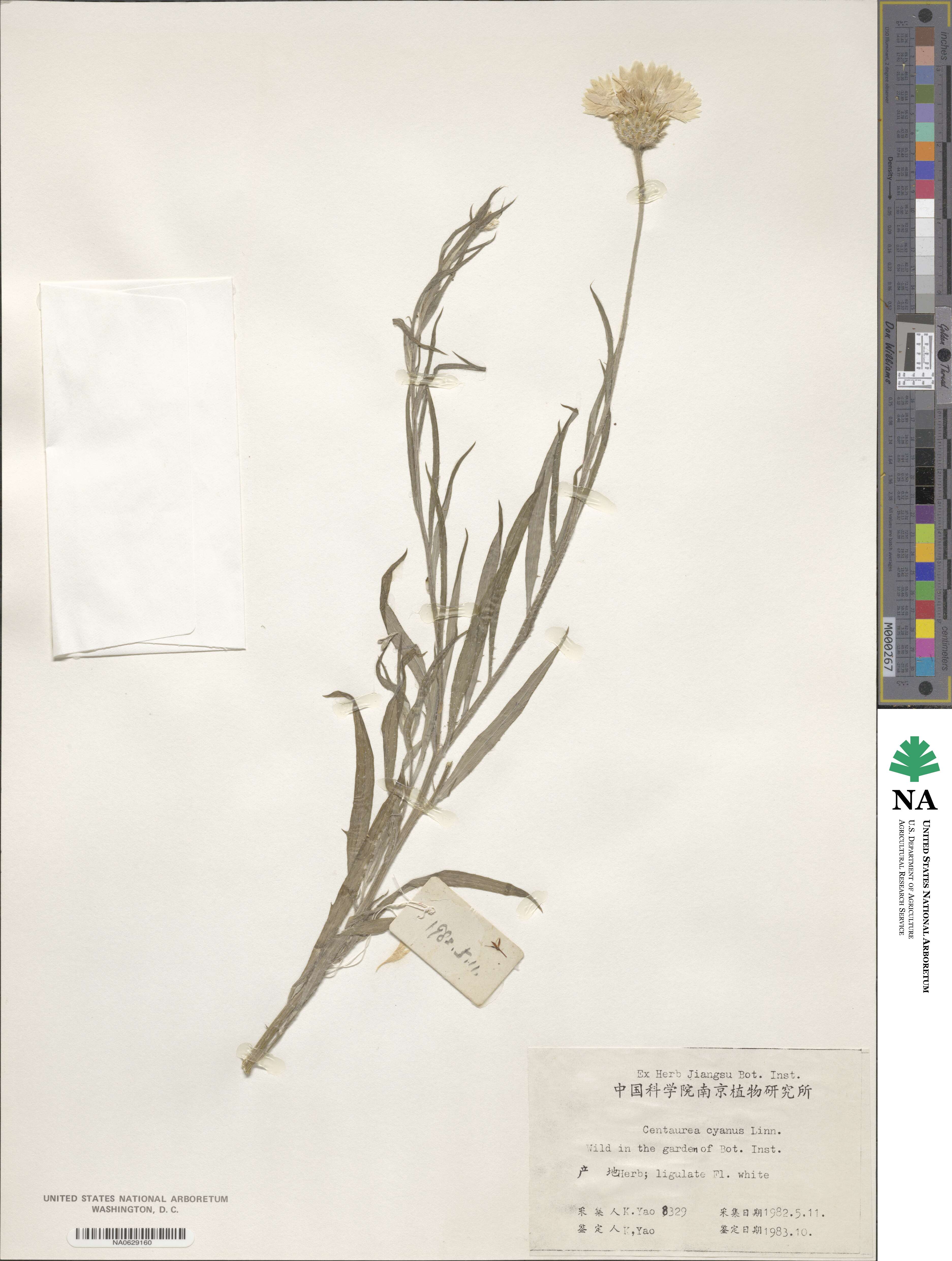 Centaurea image