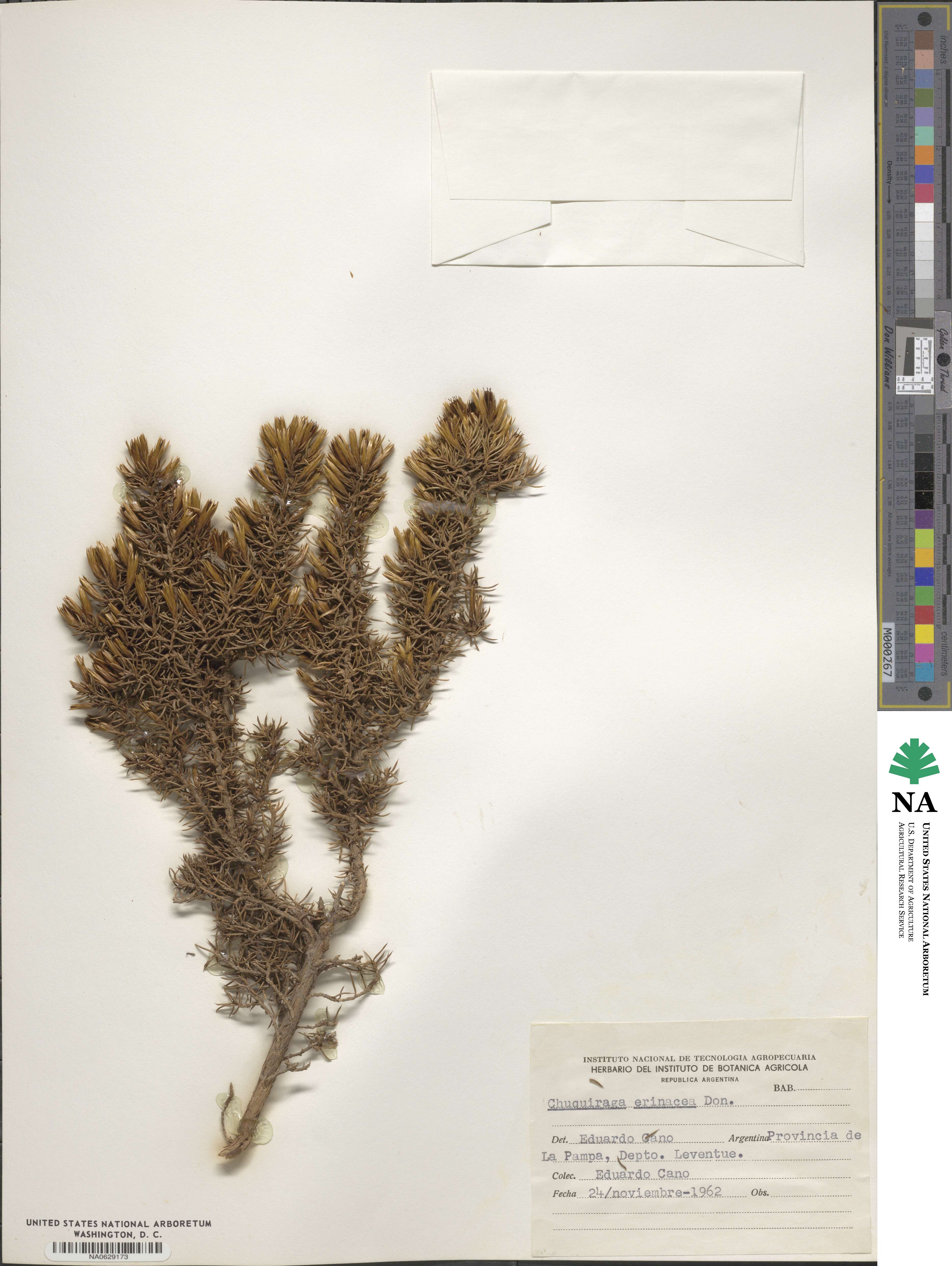 Chuquiraga erinacea image