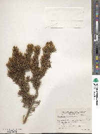 Chuquiraga erinacea image