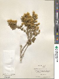 Chuquiraga oppositifolia image