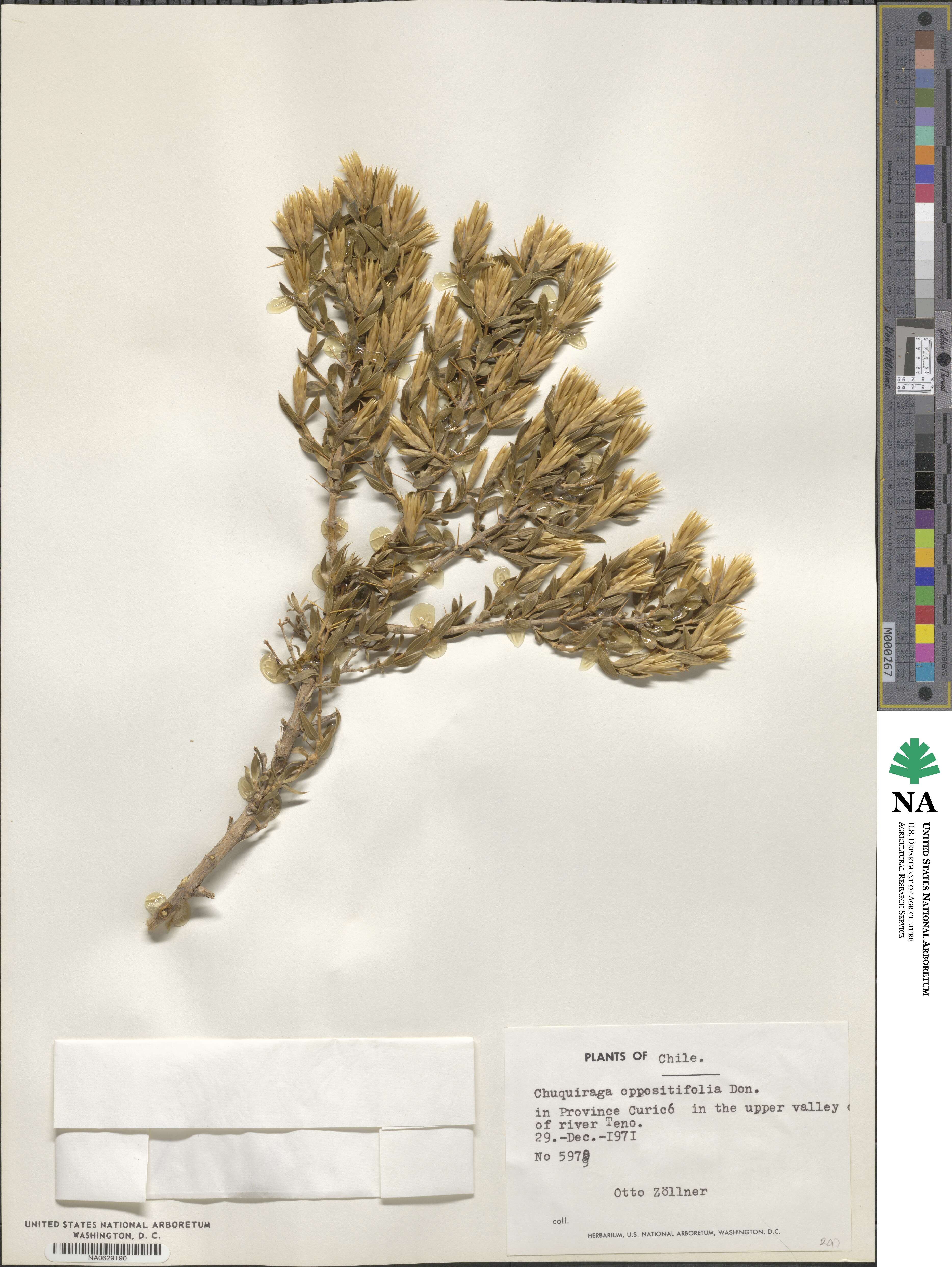 Chuquiraga oppositifolia image