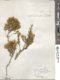 Chuquiraga oppositifolia image