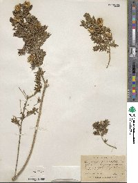 Chuquiraga parviflora image