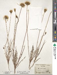 Microseris lindleyi image