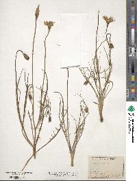 Microseris nutans image