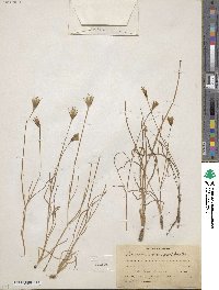 Microseris nutans image