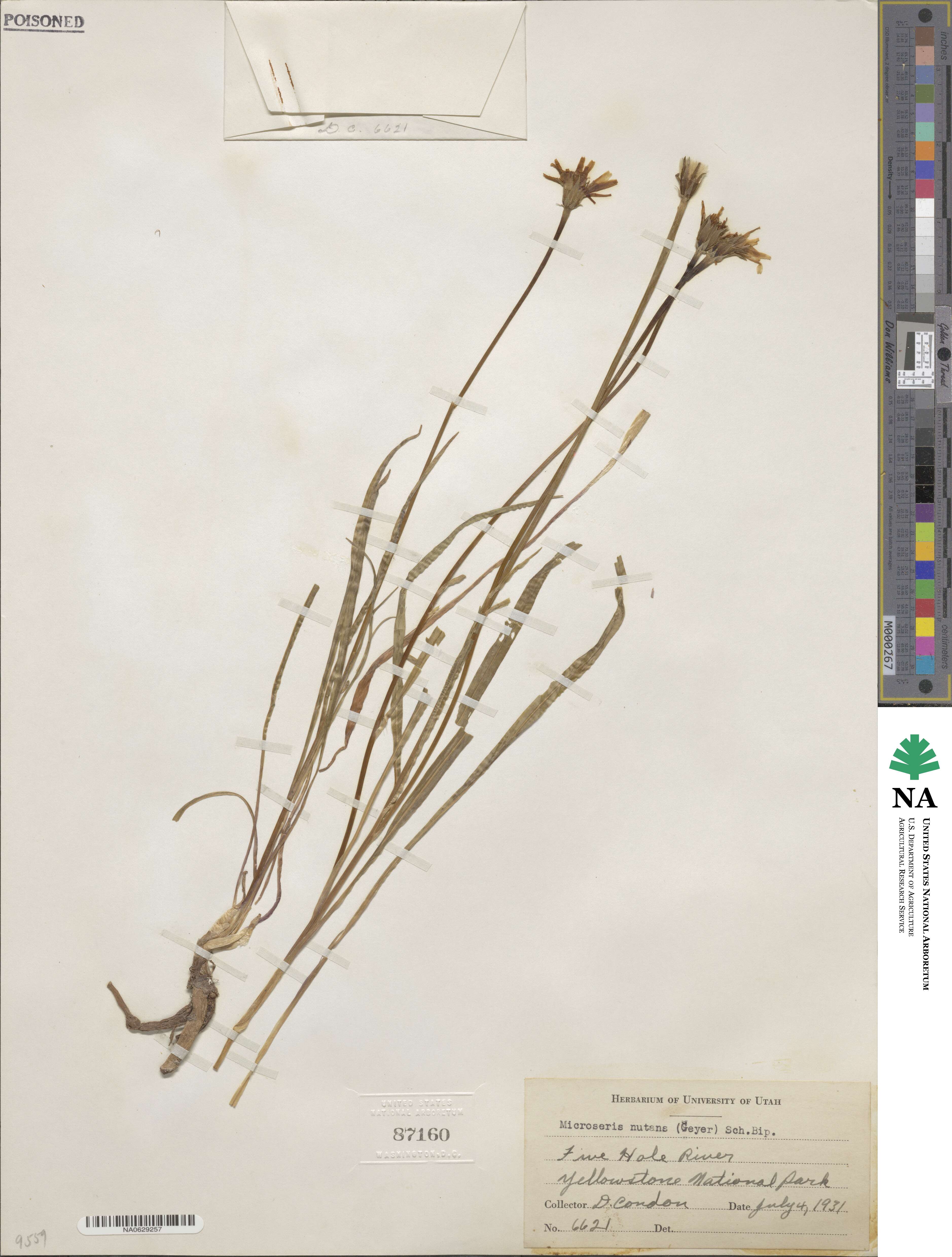 Microseris nutans image
