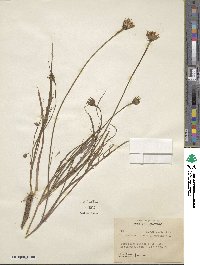 Microseris nutans image