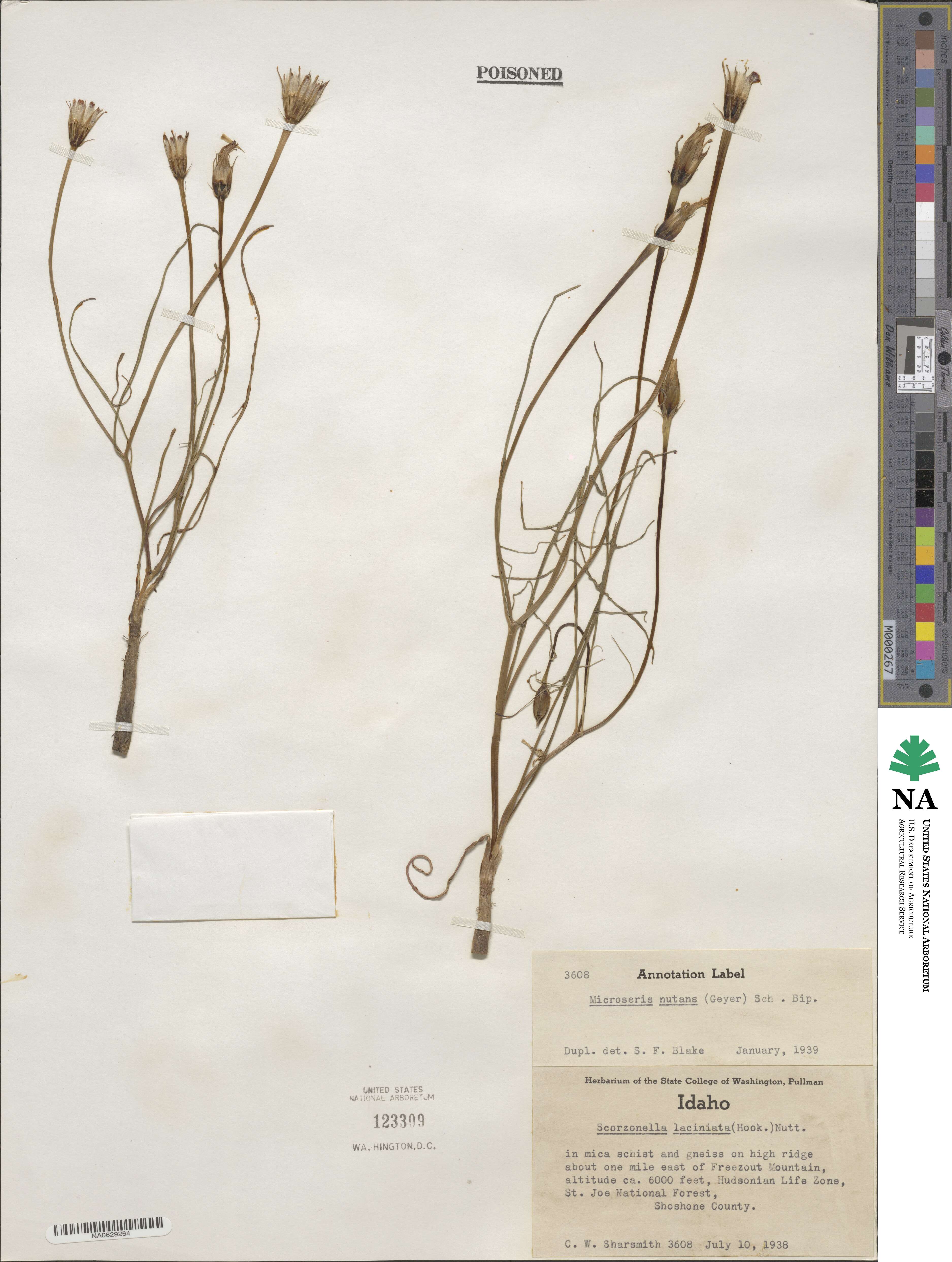 Microseris nutans image