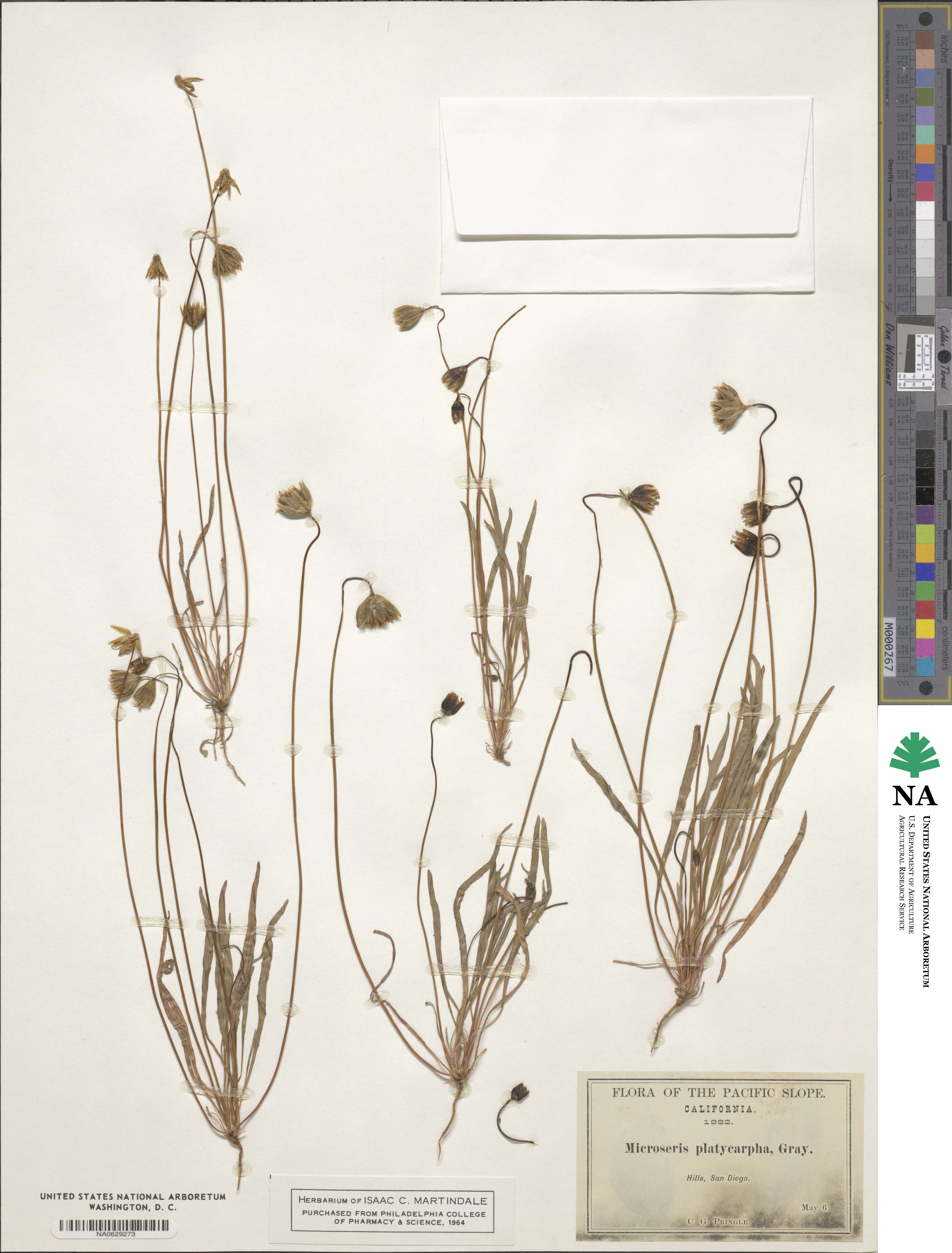 Microseris douglasii subsp. platycarpha image