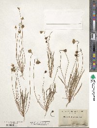 Microseris douglasii subsp. platycarpha image