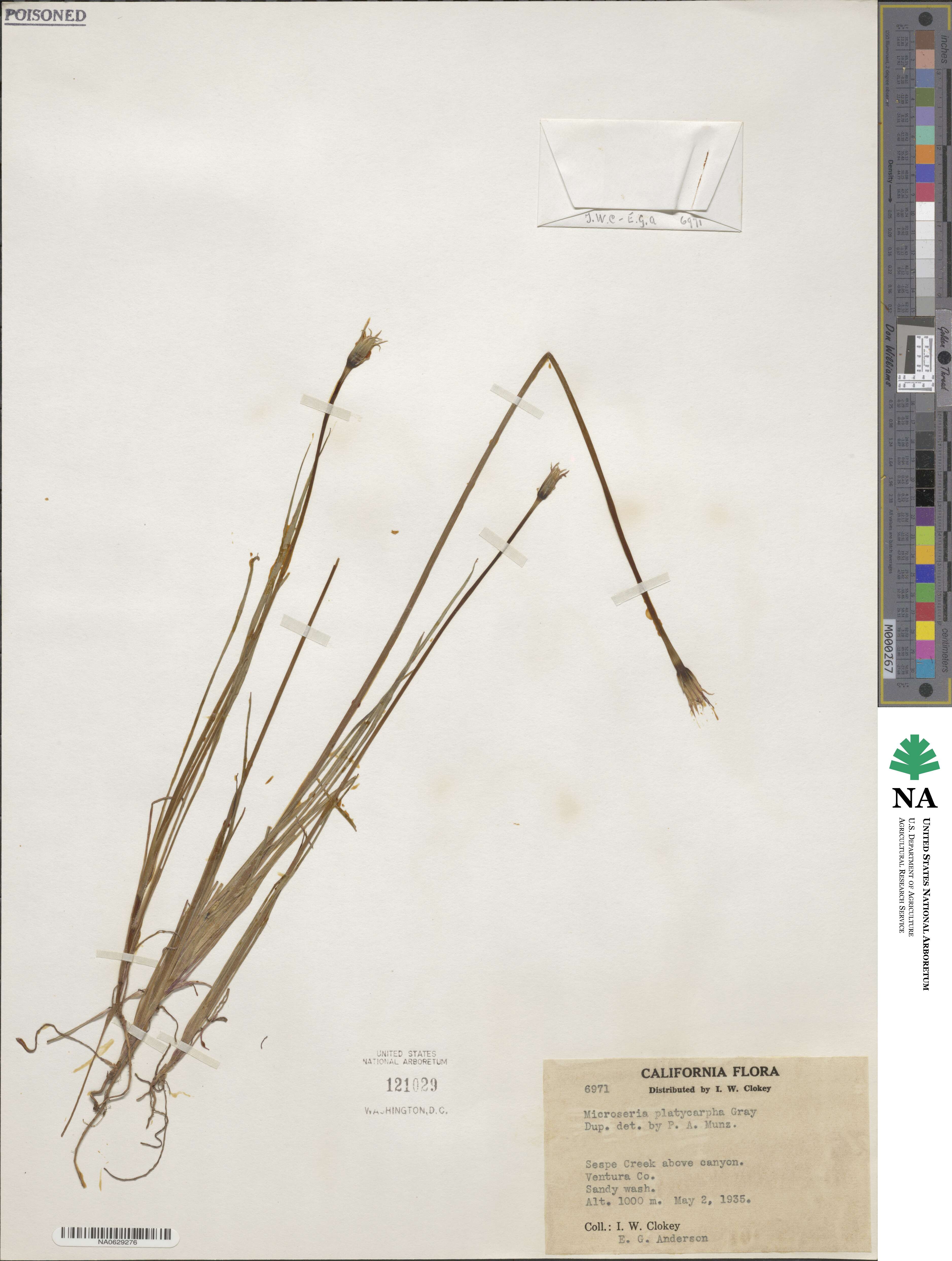 Microseris douglasii subsp. platycarpha image