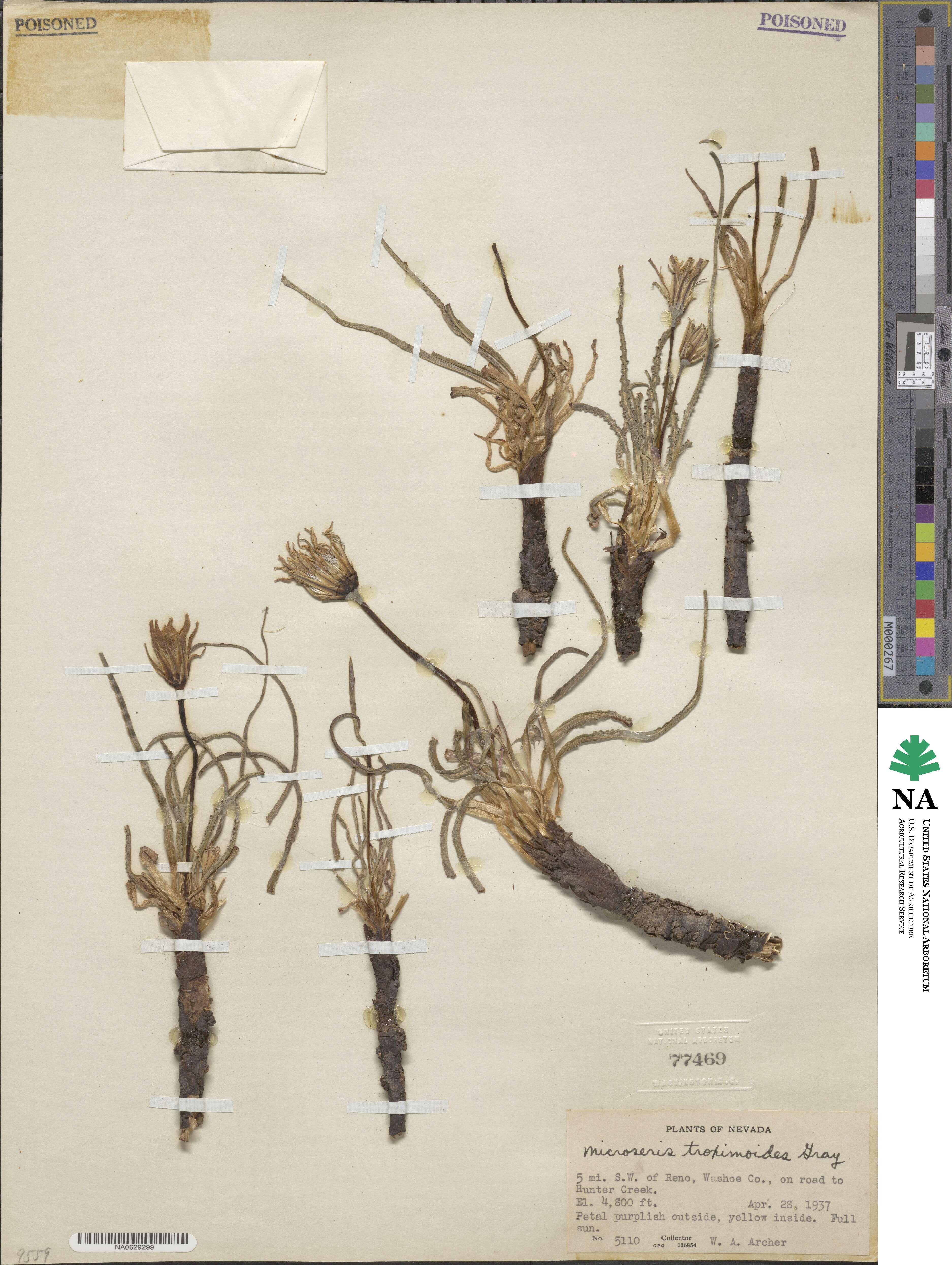 Microseris troximoides image