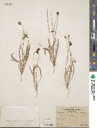 Microseris douglasii subsp. platycarpha image