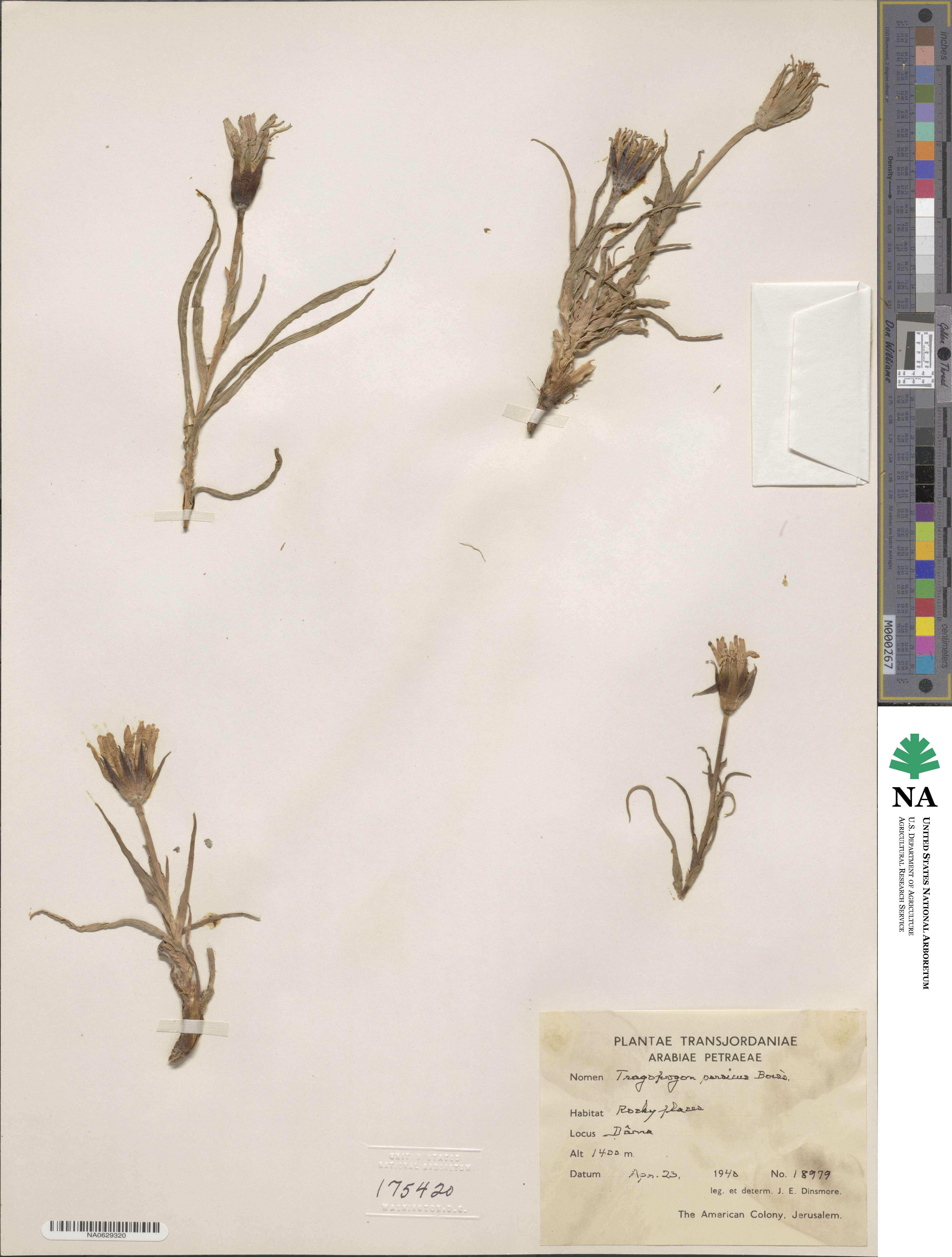 Tragopogon buphthalmoides image