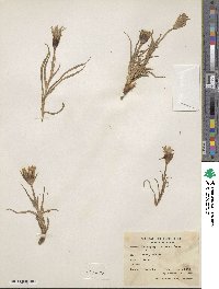 Tragopogon buphthalmoides image