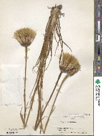 Tragopogon pratensis image