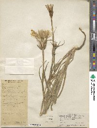 Tragopogon pratensis image