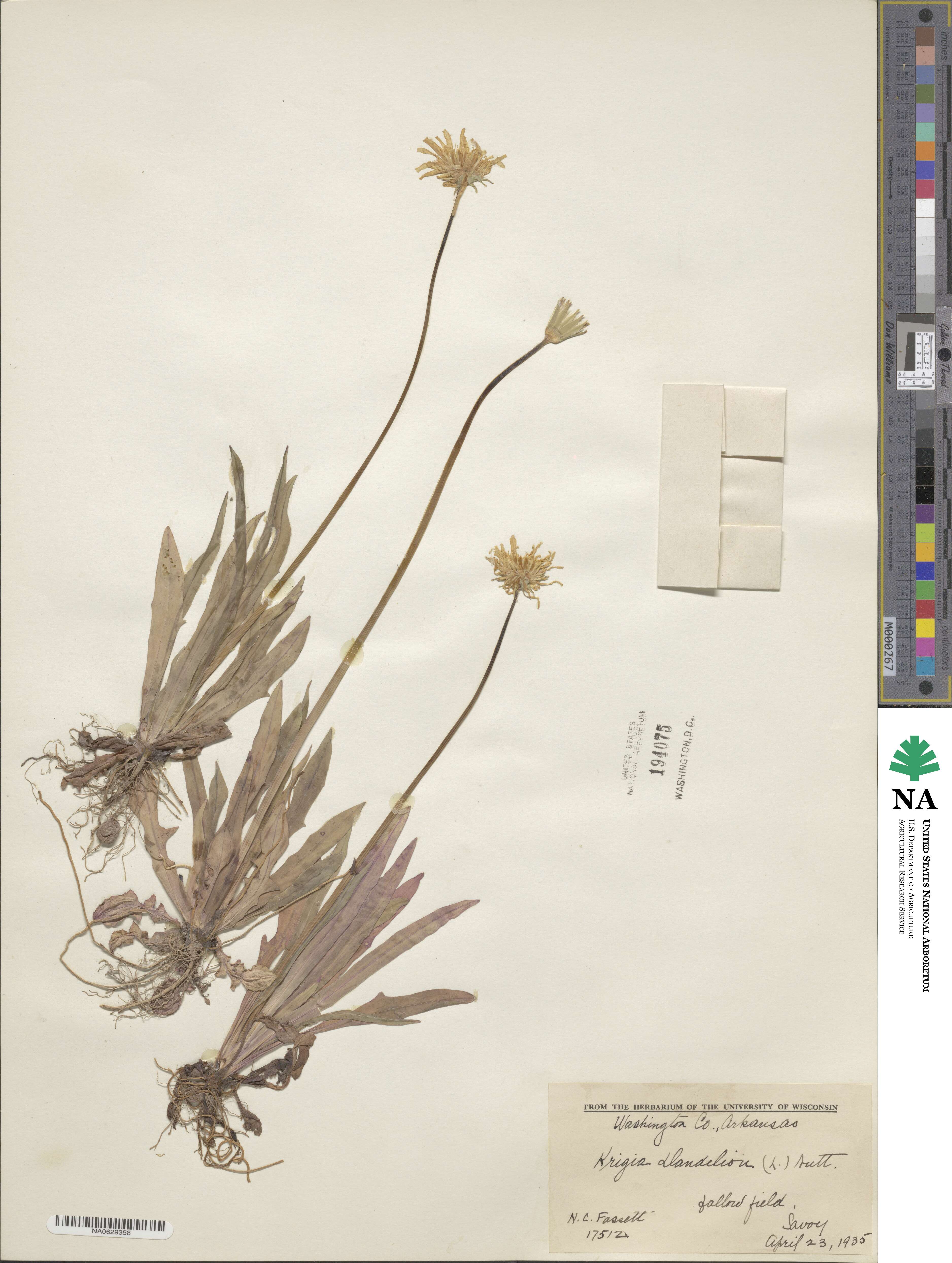 Krigia dandelion image