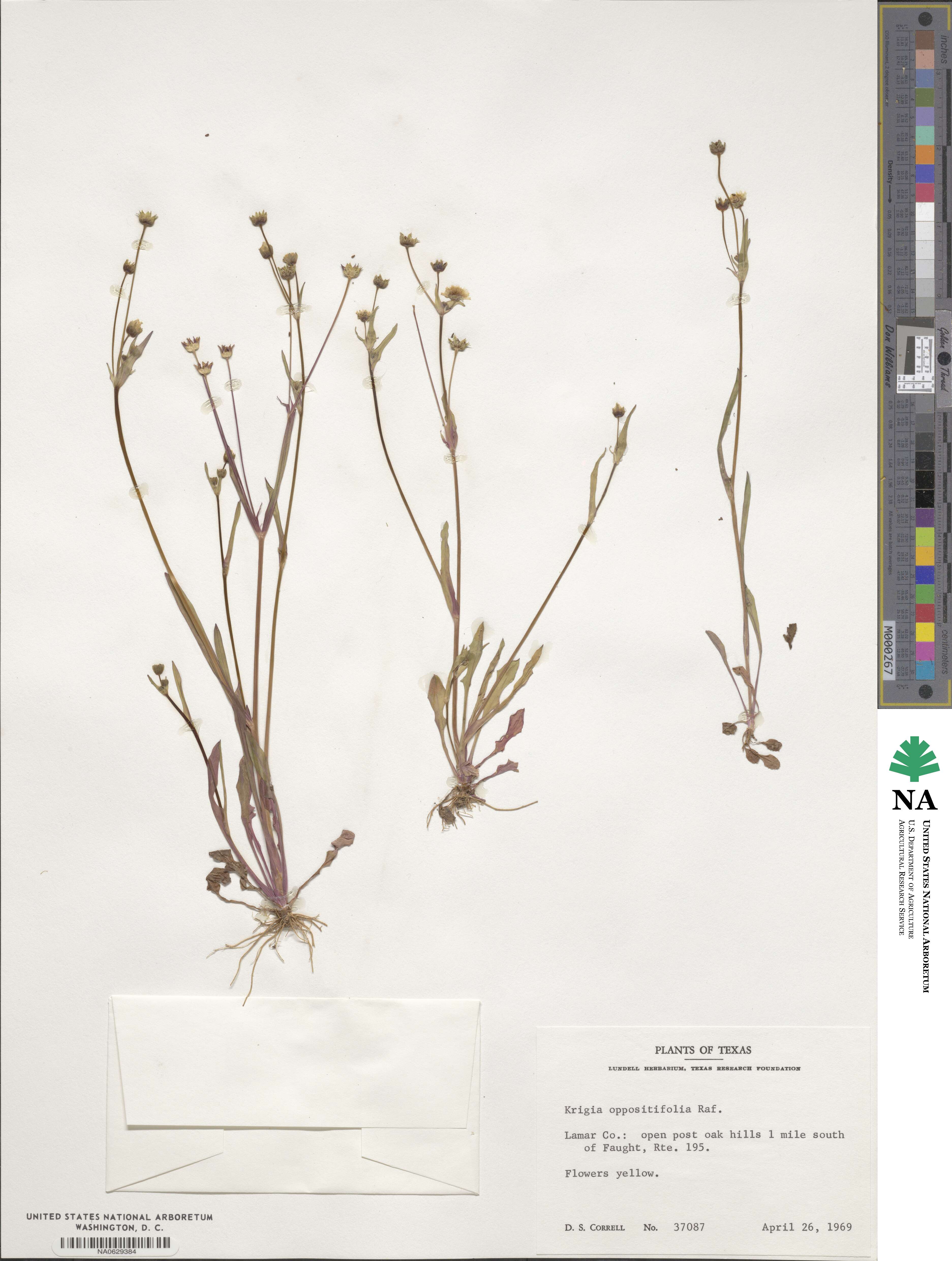 Krigia cespitosa image