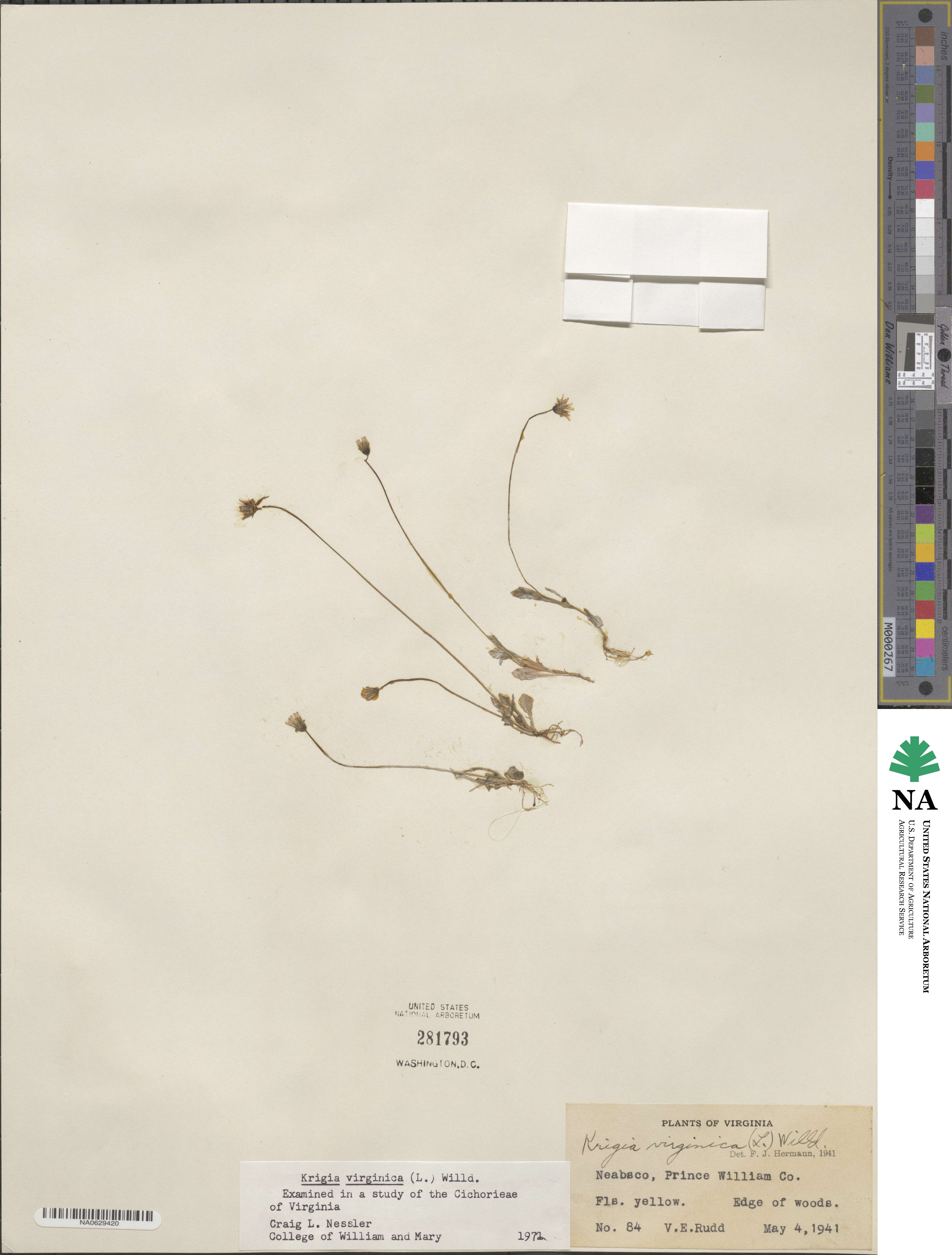 Krigia virginica image