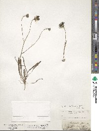 Tolpis staticifolia image