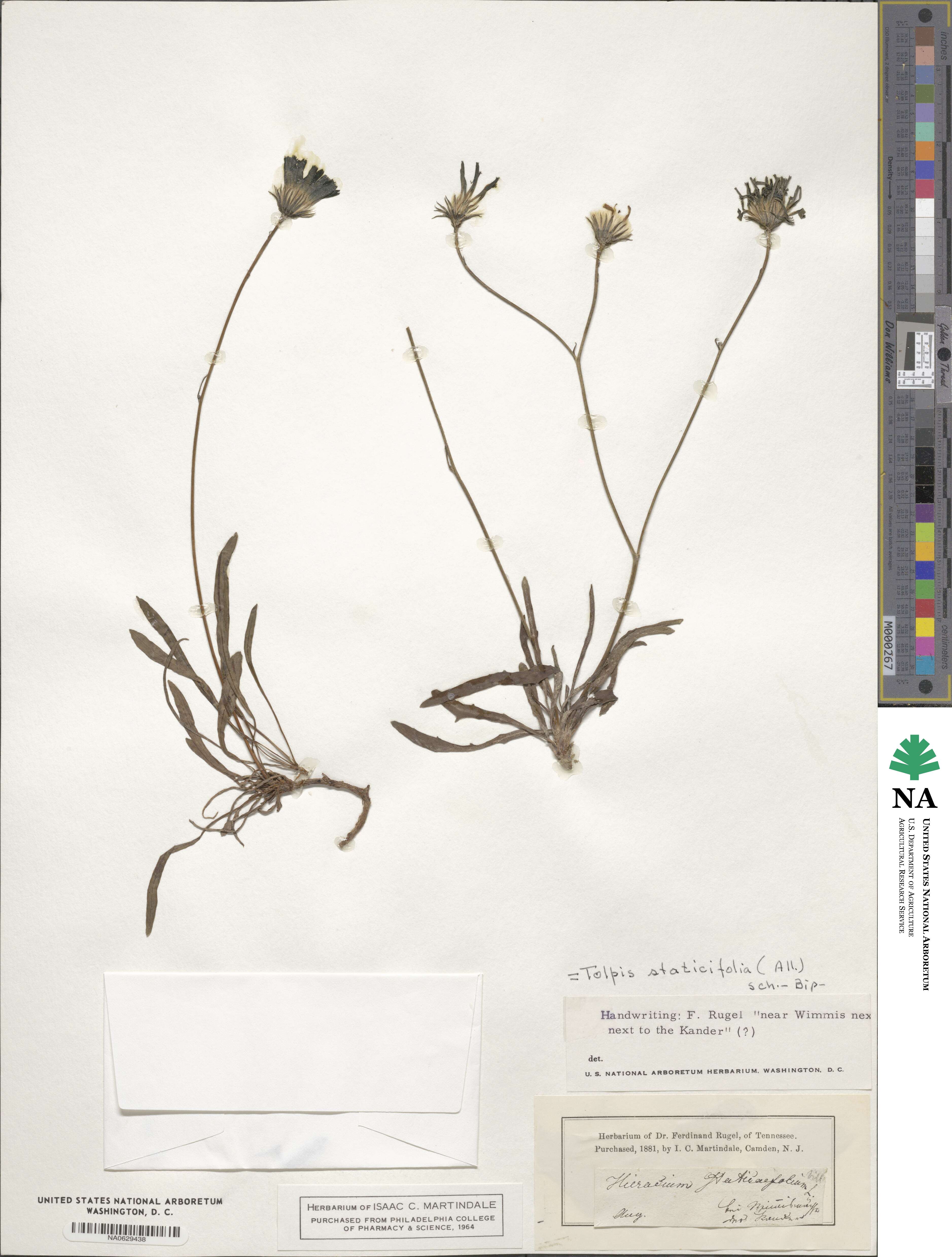 Tolpis staticifolia image