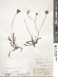 Tolpis staticifolia image