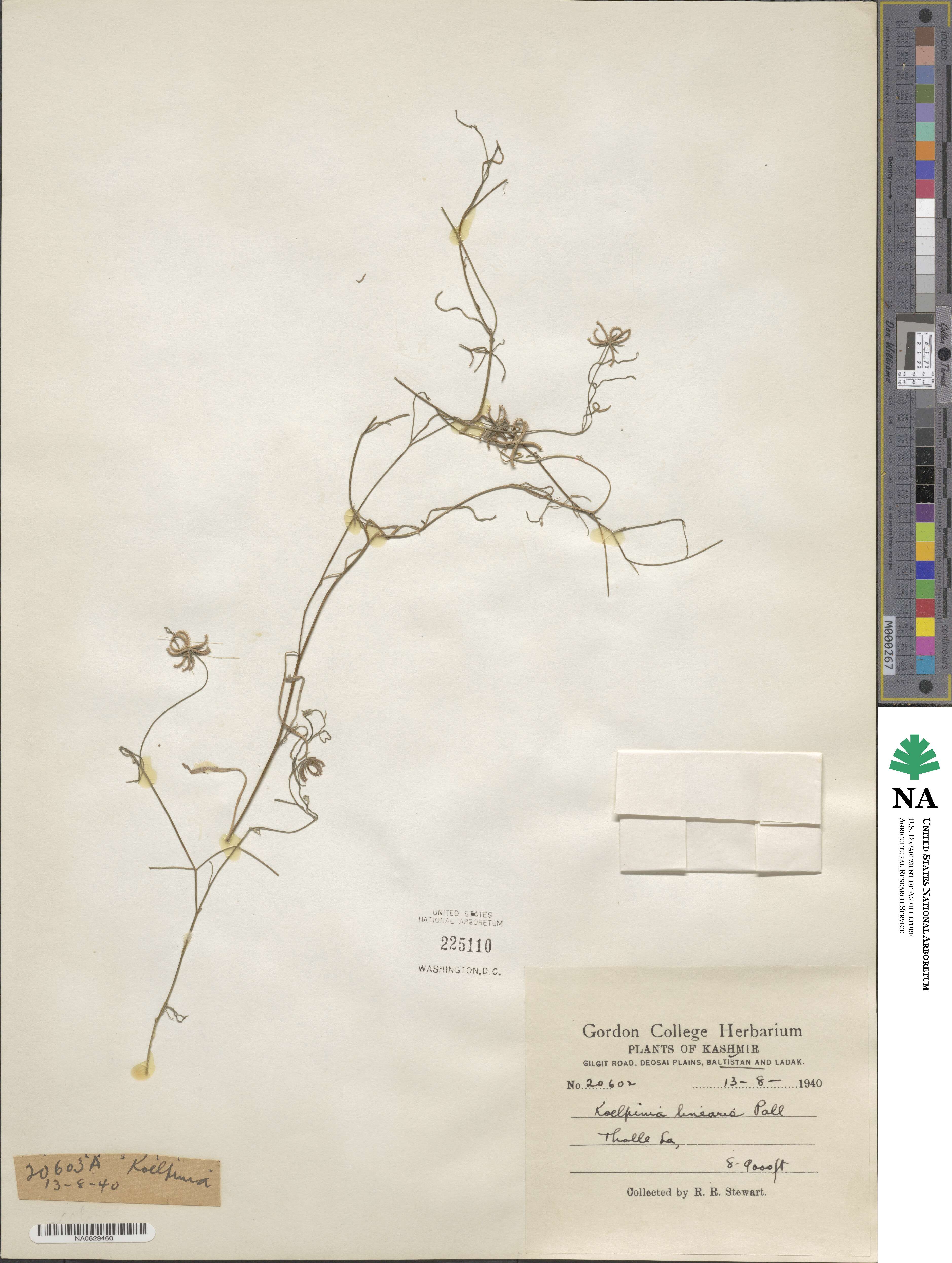 Koelpinia linearis image
