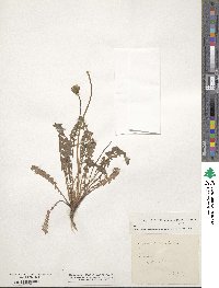 Hyoseris radiata image