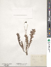 Hyoseris radiata image