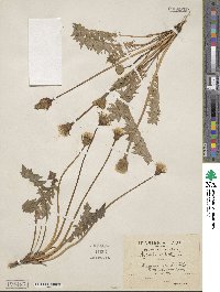 Hyoseris radiata image