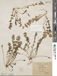 Hyoseris scabra image