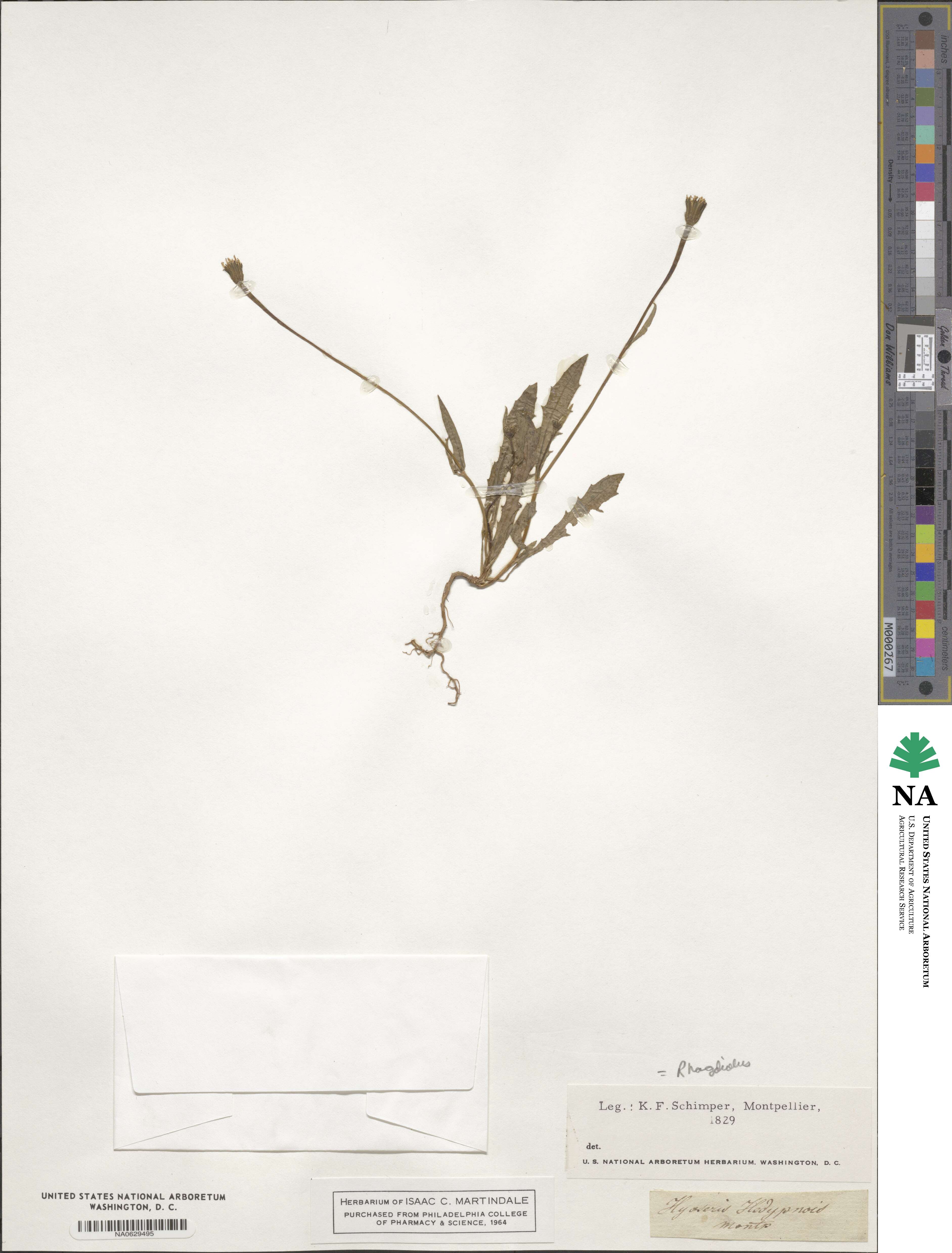 Garhadiolus hedypnois image
