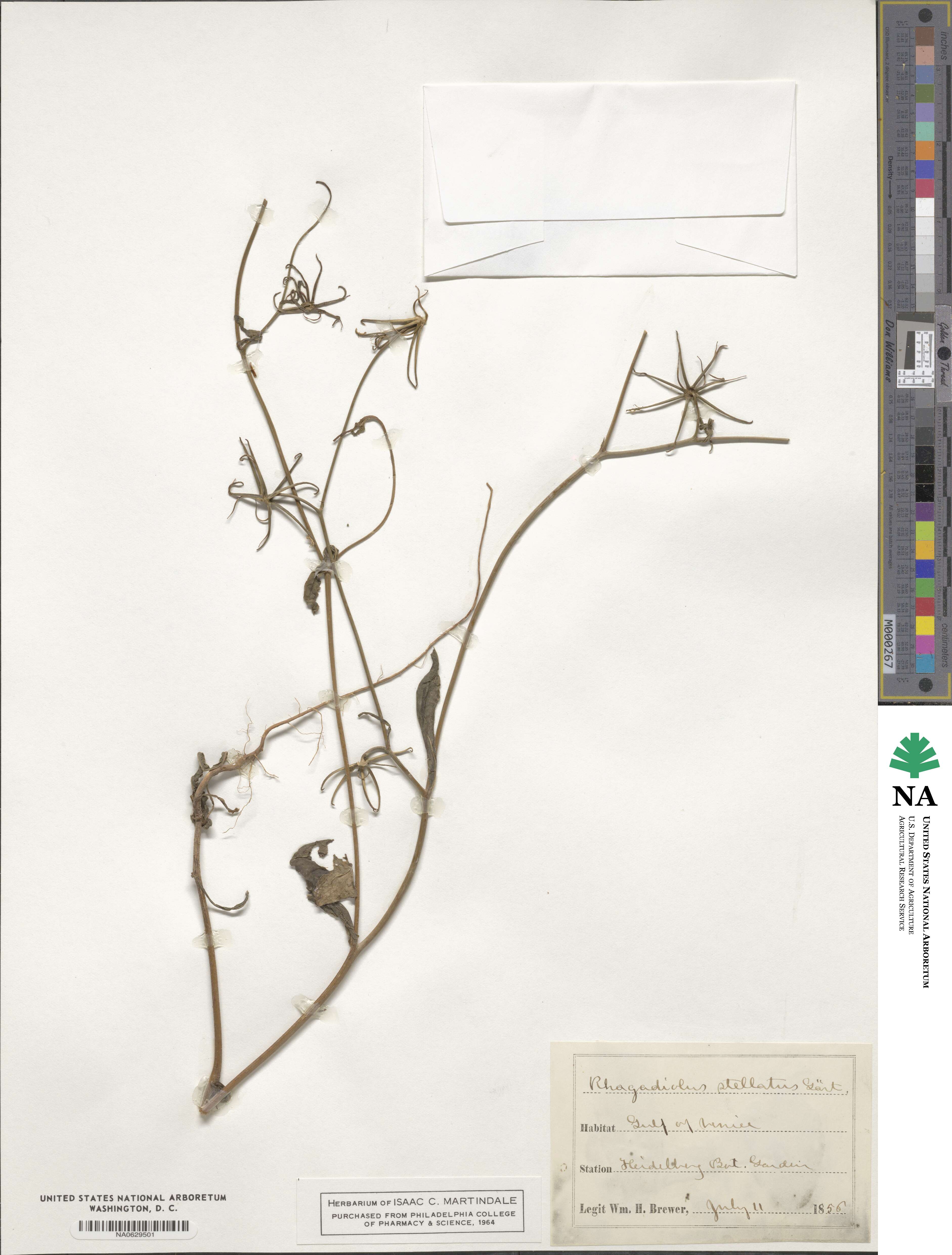 Rhagadiolus stellatus image