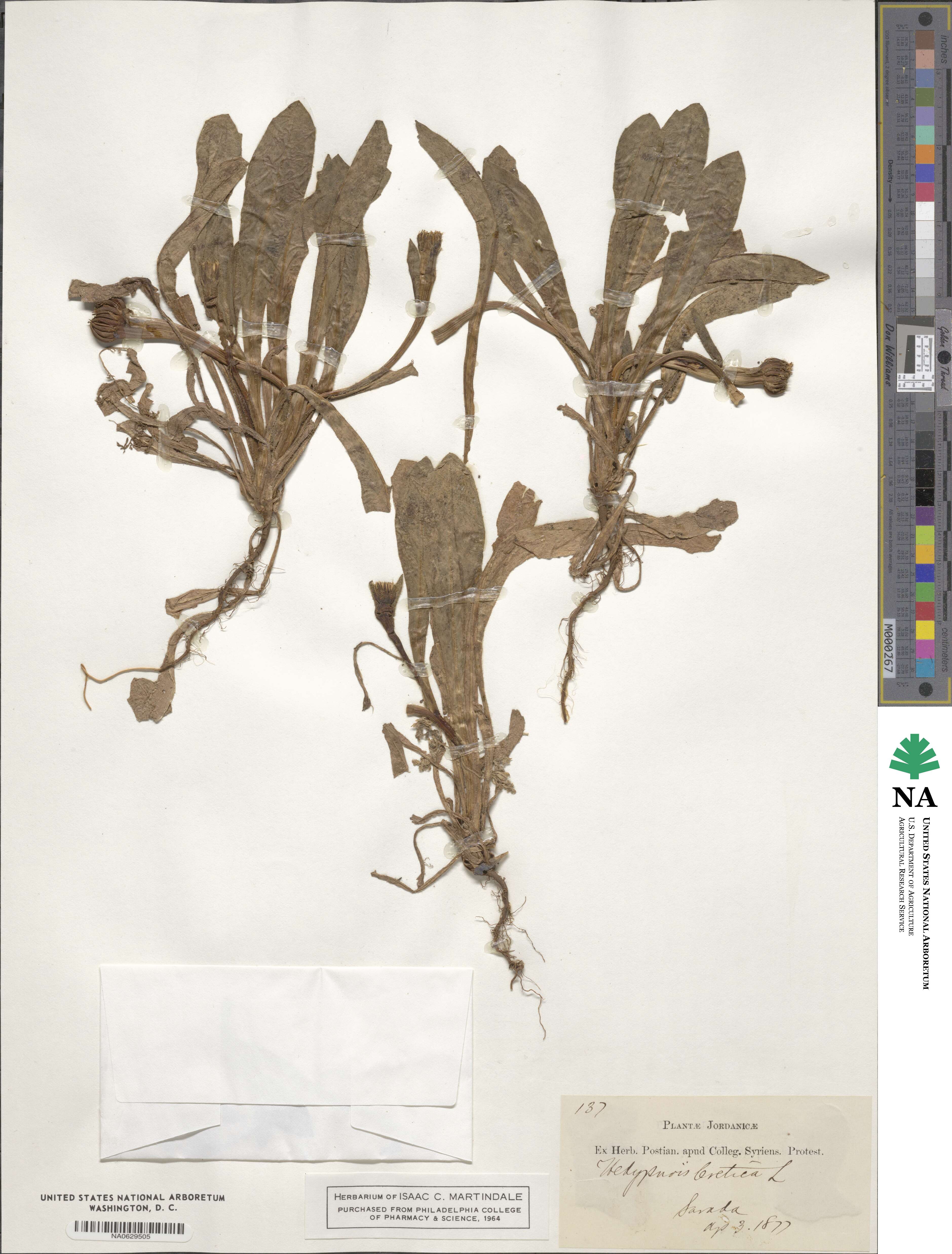 Hedypnois image
