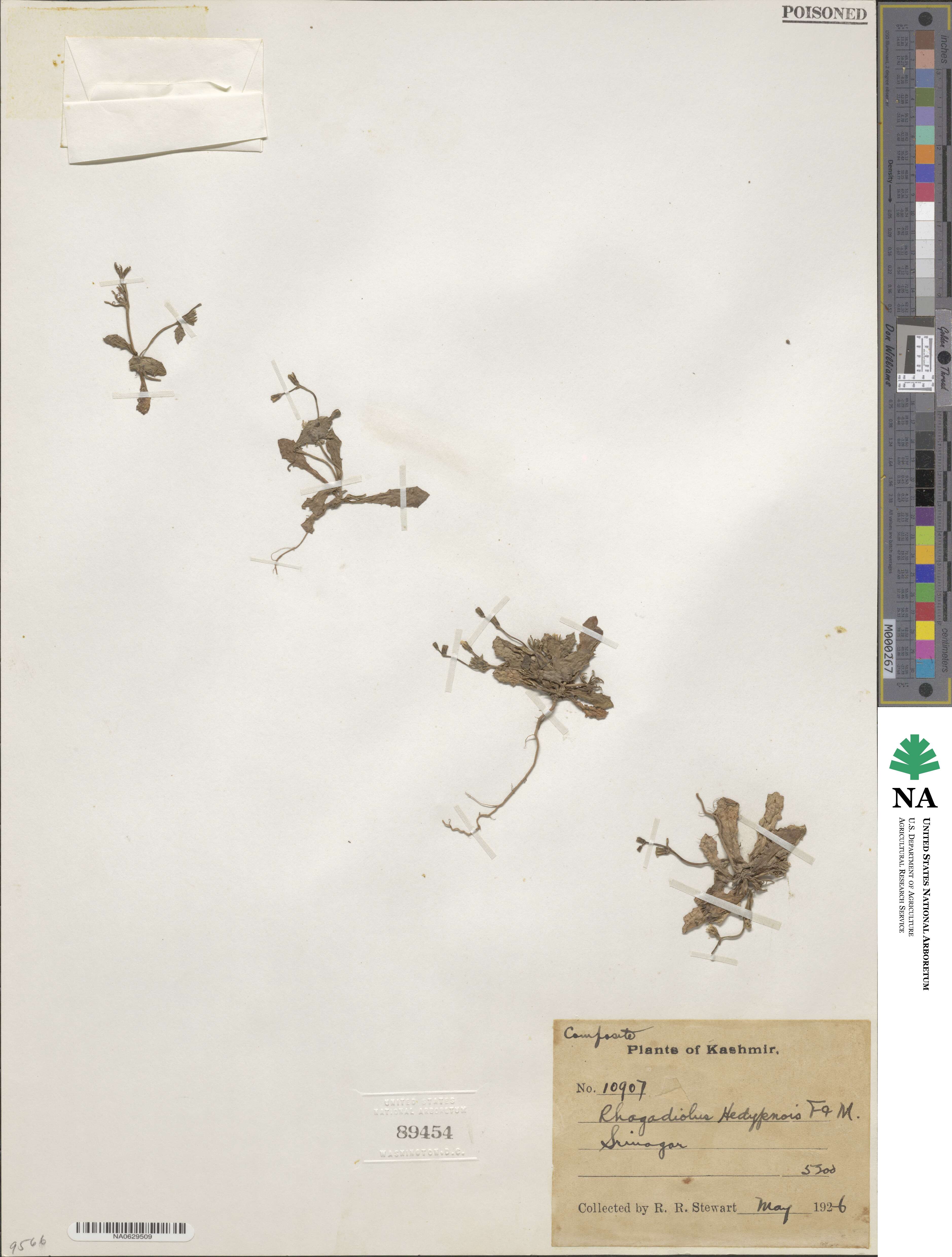 Garhadiolus hedypnois image