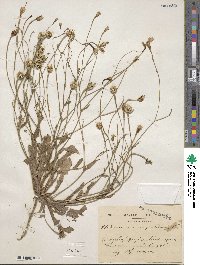 Hedypnois rhagadioloides subsp. rhagadioloides image