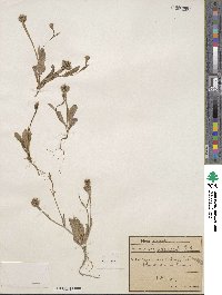 Hedypnois rhagadioloides subsp. rhagadioloides image